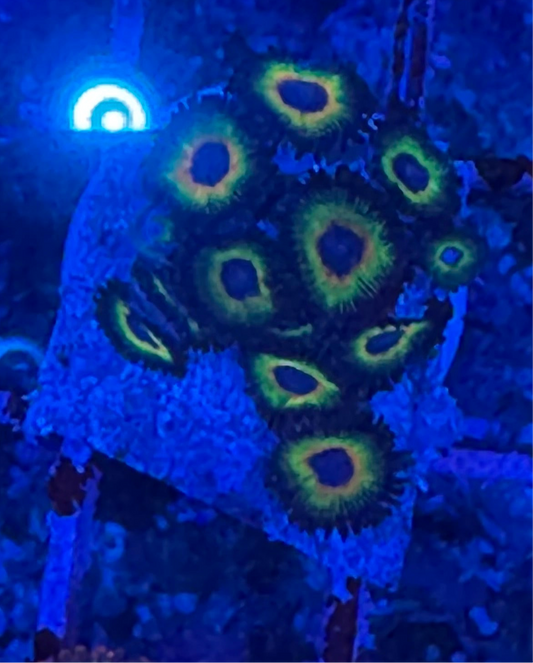 WYSIWYG - HD Bob Marley Zoas - 13+ Polyps