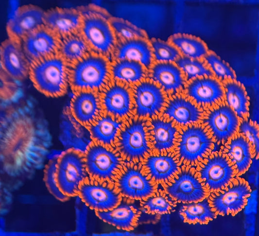 HD (ECC) Fire and Ice Zoas - 40+ Polyps