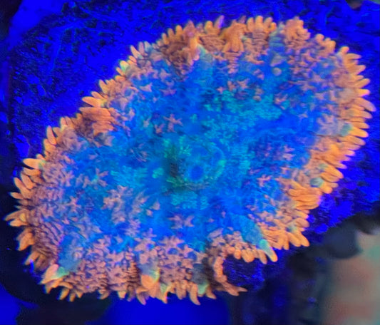 HD Fire Rim Rhodactis Mushroom - WYSIWYG