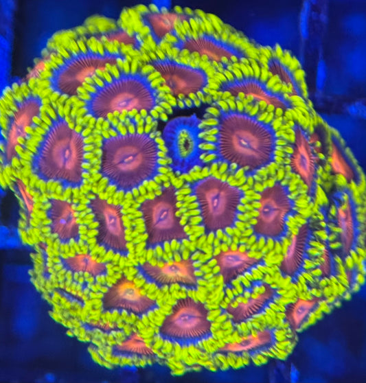 HD (CC) Spitfires Zoas - 40+ Polyps