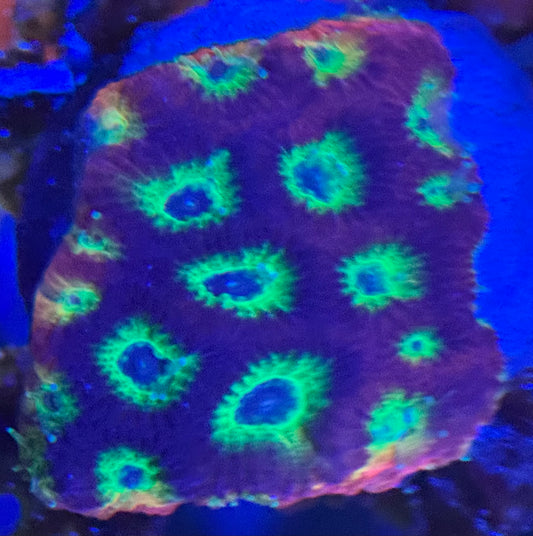 HD (ACI) Gummy Bears Favites - Xl Frag - WYSIWYG