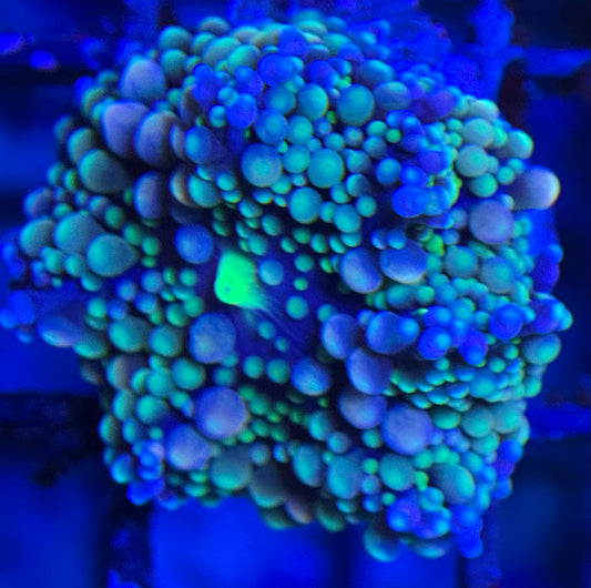 HD Aquacultured Ricordea Yuma Mushroom - WYSIWYG