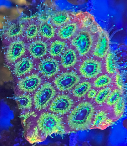 HD (ACI) Fireworks Favites - Xl Frag - WYSIWYG