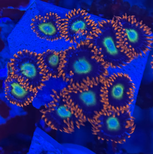 HD (TSA) Circus Freaks Zoas - 12+ Polyps! - WYSIWYG