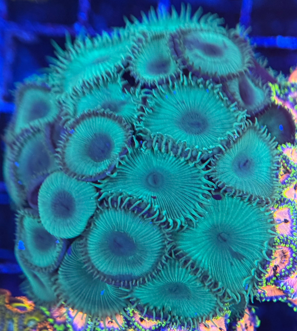 HD Nuclear Green Palys - 21+ Polyps