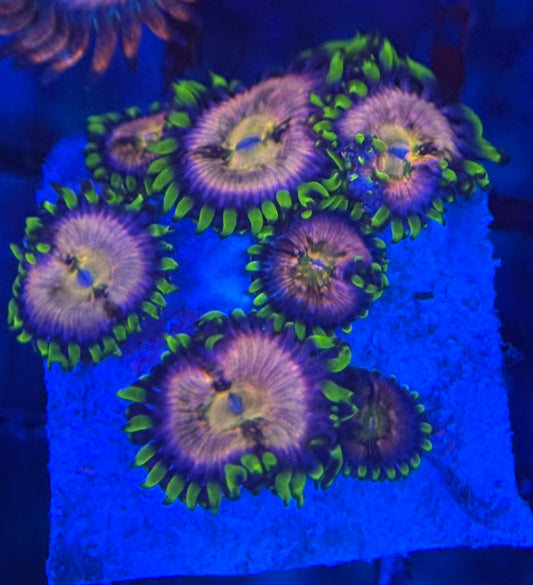 HD (ACI) Nirvana Zoas - 8+ Polyps! - WYSIWYG