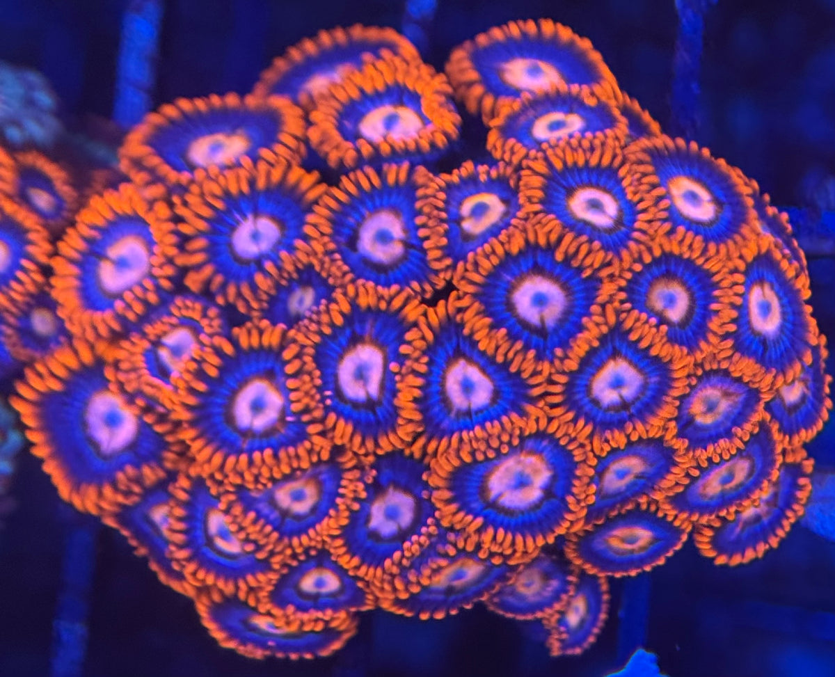 HD (ECC) Fire and Ice Zoas - 38+ Polyps