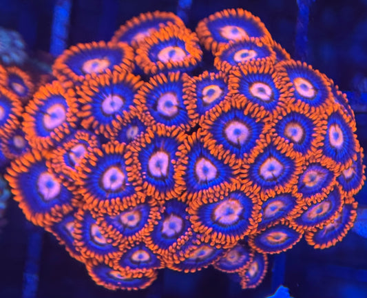 HD (ECC) Fire and Ice Zoas - 38+ Polyps