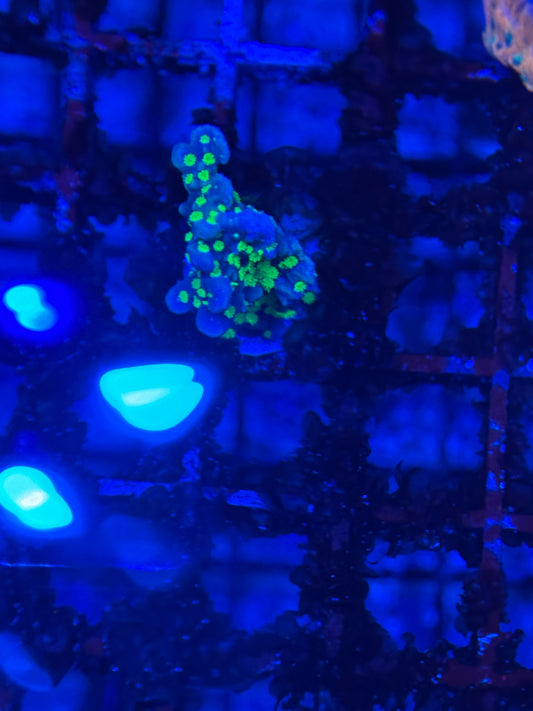 HD (ACI) Midnight Dynamite Monti Hursuta - WYSIWYG