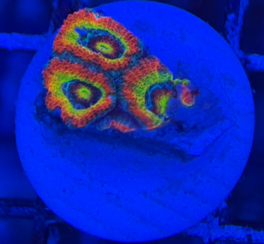 HD (CK) Holy Grail Micromussa
