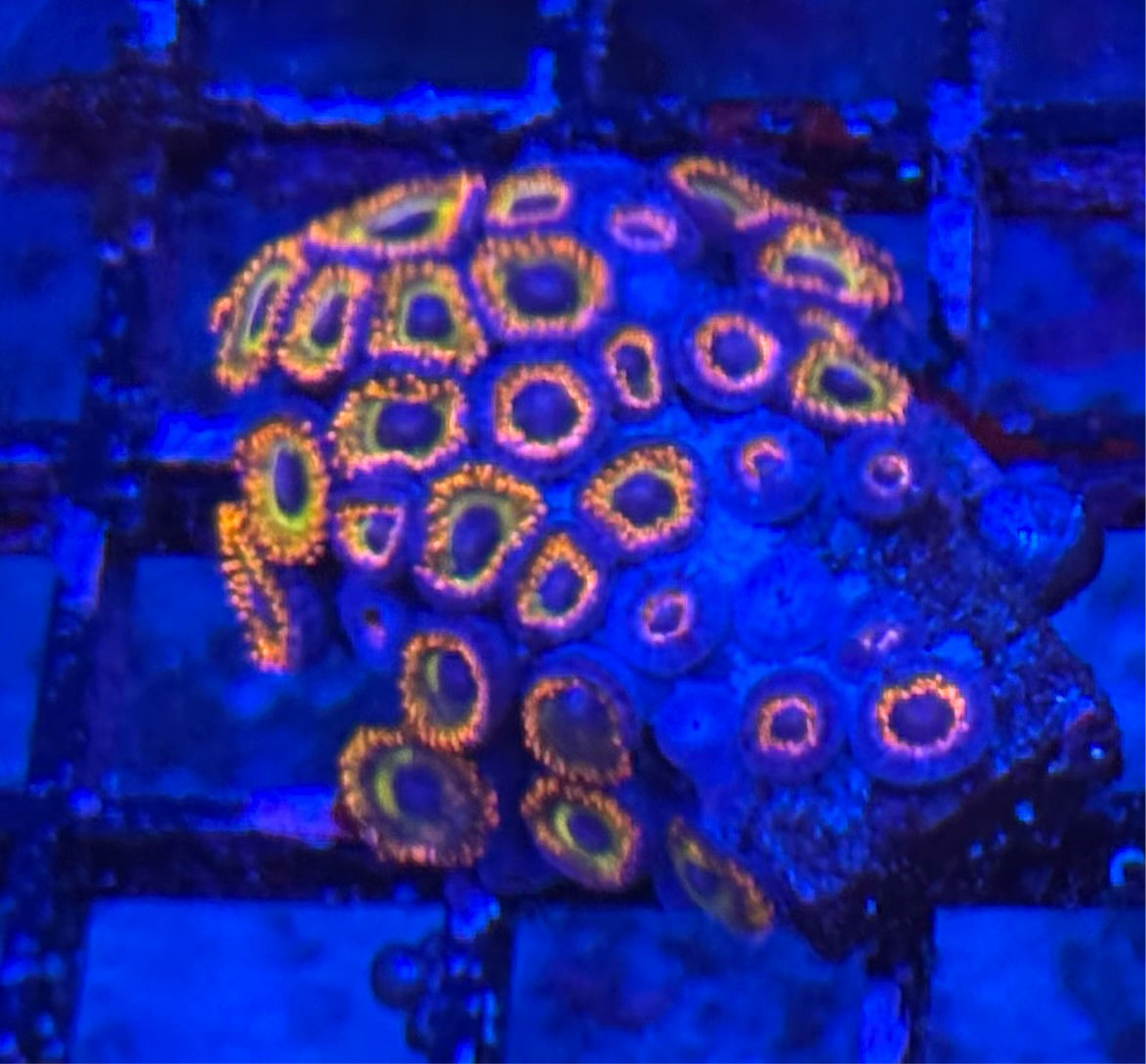 WYSIWYG - HD (ACI) Fruit Loops Zoas - 28+ Polyps