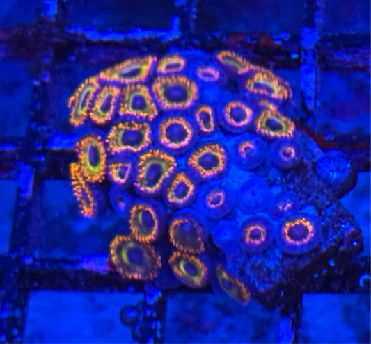 WYSIWYG - HD (ACI) Fruit Loops Zoas - 28+ Polyps