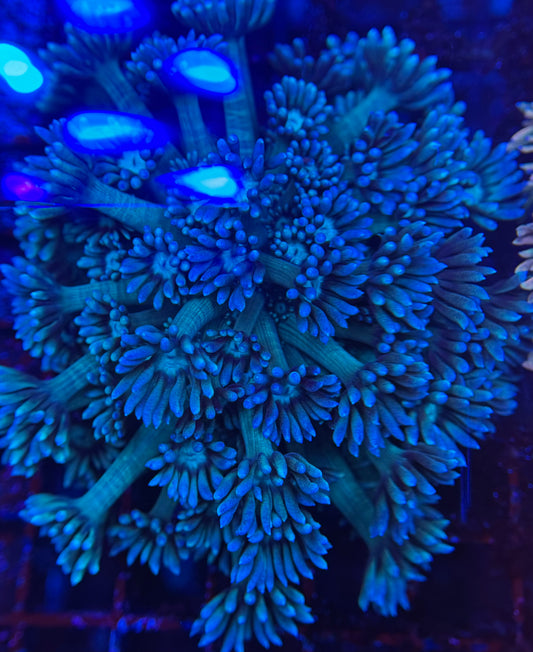 HD (TCK)Teal Goniopora - Mini Colony - WYSIWYG