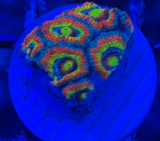 HD (CK) Holy Grail Micromussa