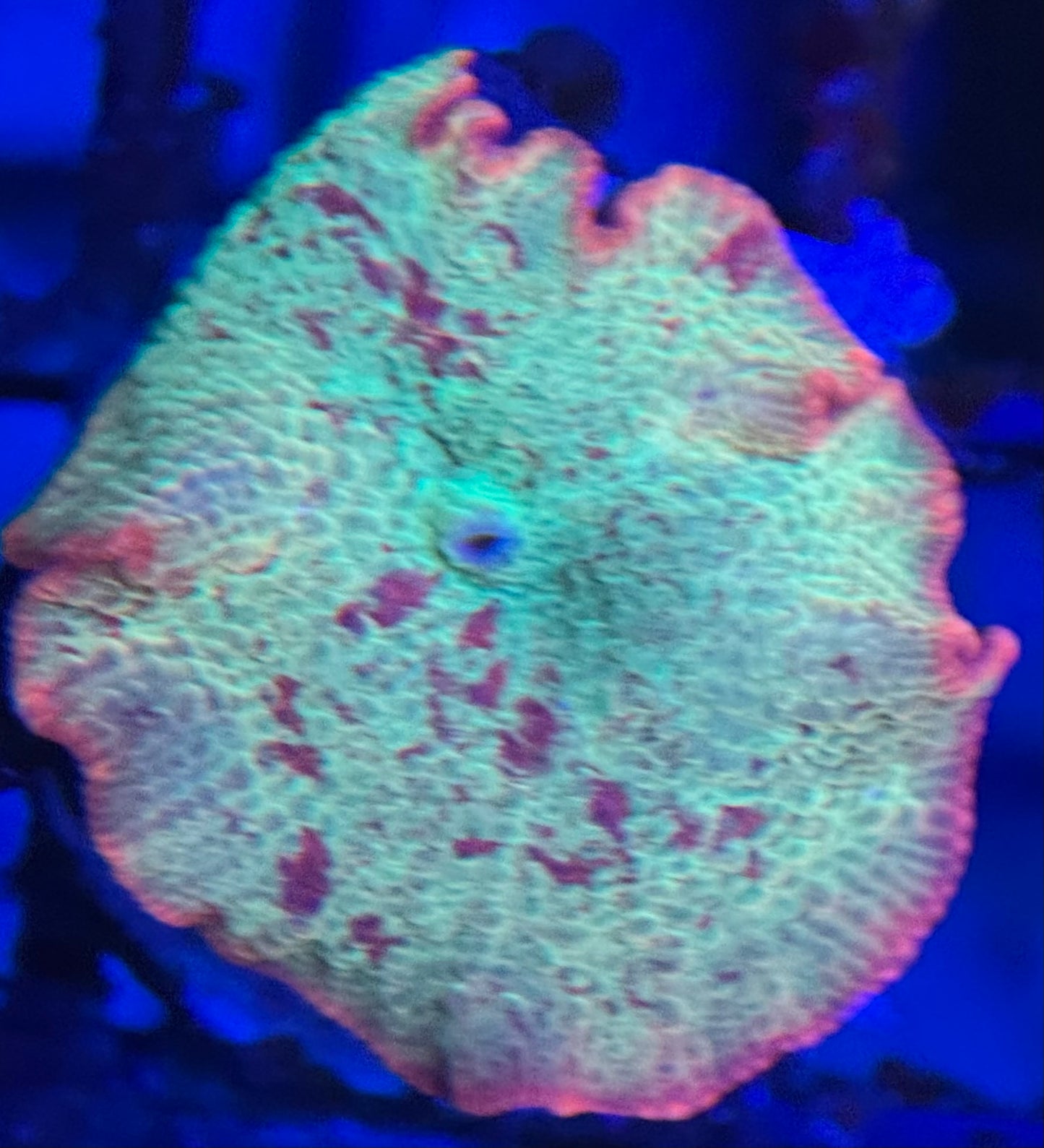 HD OG Eclectus Jawbreaker Mushroom - Cut To Order Frag
