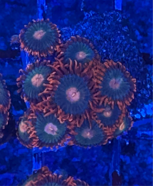 WYSIWYG - HD Gatorade Zoas - 9+ Polyps