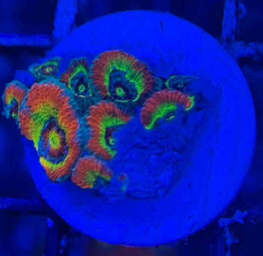 HD (CK) Holy Grail Micromussa