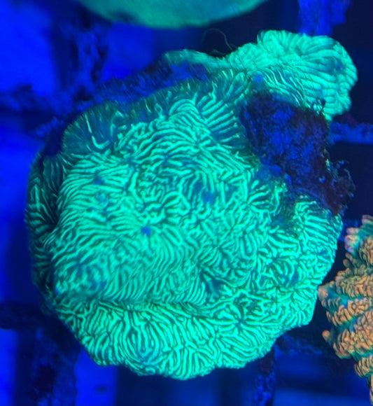 HD Cultured Leptoseris