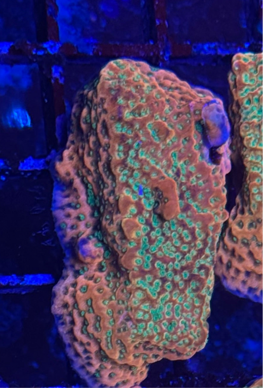 WYSIWYG - HD (ACI) Tropicana Monti - XL Size
