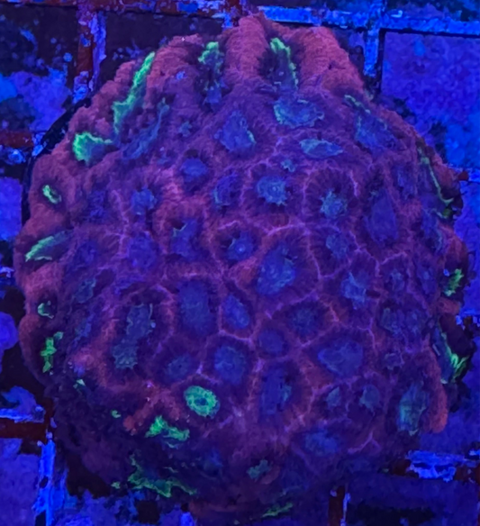 WYSIWYG - Tank Grown Tri Color War Coral L Size