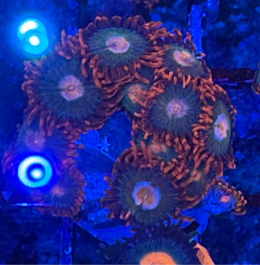 WYSIWYG - HD Gatorade Zoas - 11+ Polyps