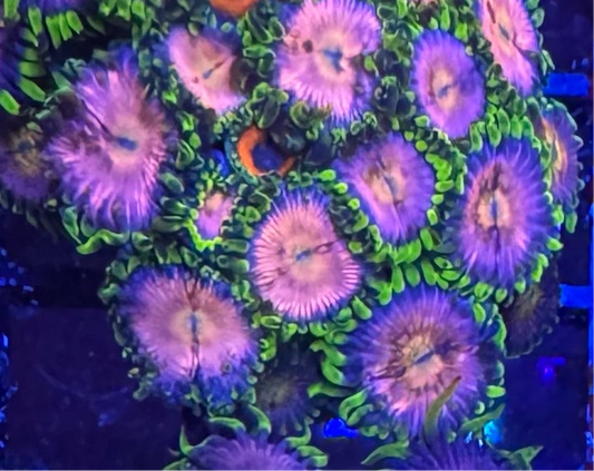 HD (ACI) Nirvana Zoa - Cut To Order Frag!