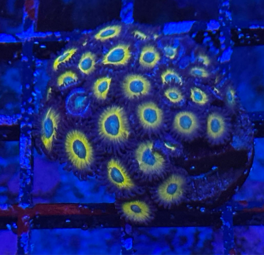 WYSIWYG - HD (ACI) Zombie Banana Zoas - 26+ Polyps
