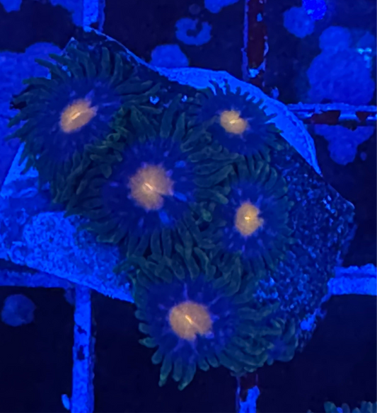 WYSIWYG - HD Jersey Blow Pops Zoas - 5+ Polyps
