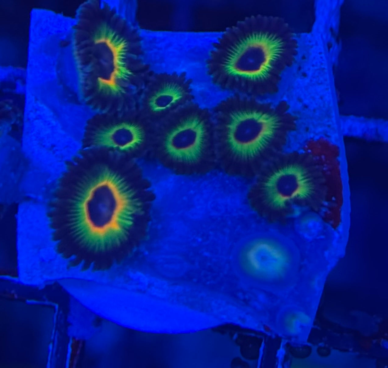 HD (ECC) Bob Marley Zoas- 9+ Polyps! - WYSIWYG