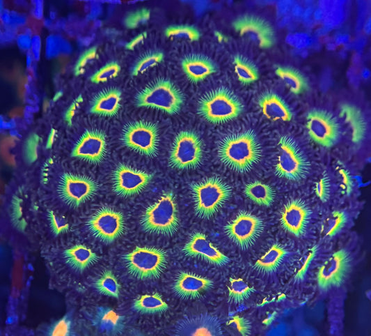 HD (ECC) Bob Marley Zoas - 45+ Polyps! -WYSIWYG