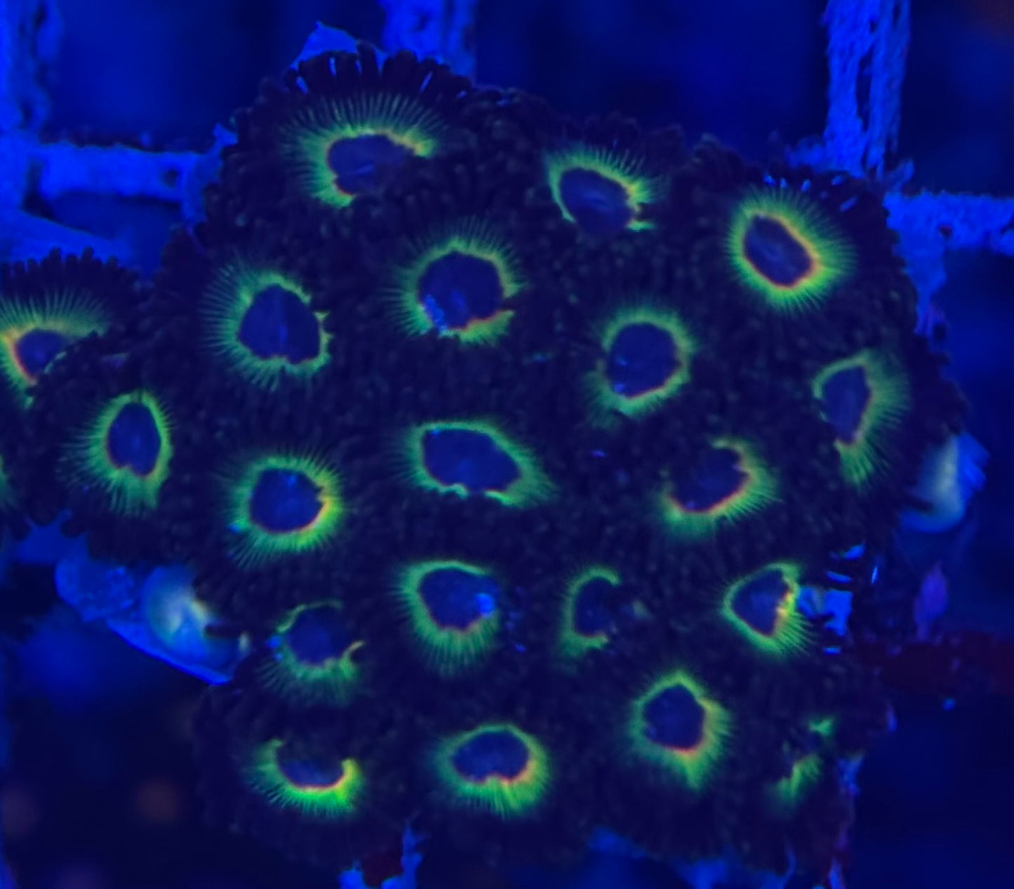 HD (ECC) Bob Marley Zoas - 22+ Polyps! - WYSIWYG