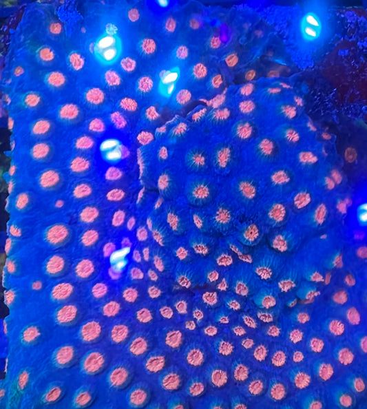 HD (ACI) Meteor Shower Cyphastrea - Cut To Order Frag