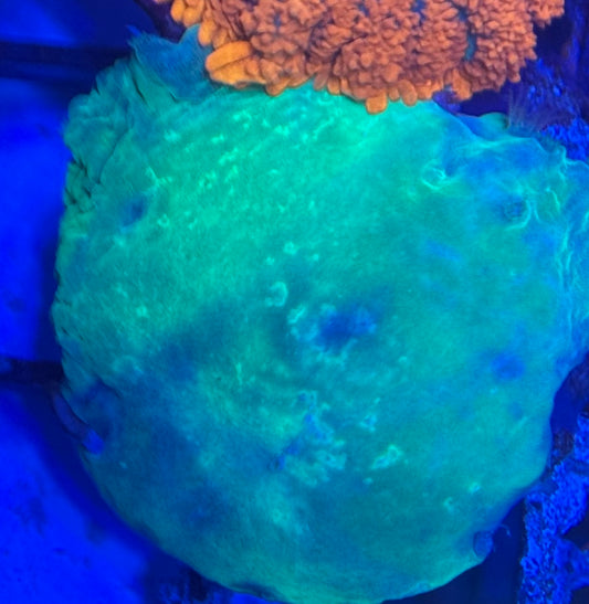 HD Cultured Cabbage Frag