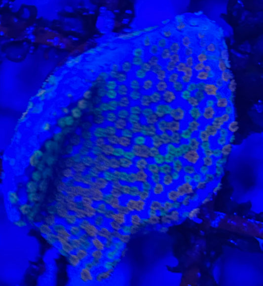 HD (ACI) Rainbow Monti- Frag - WYSIWYG