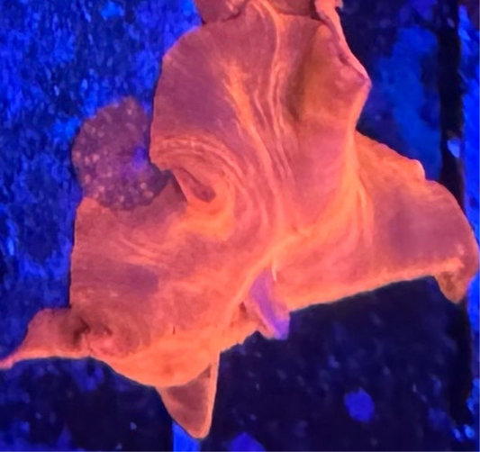 HD Iron Man Discosoma Mushroom - Cut To Order Frag!