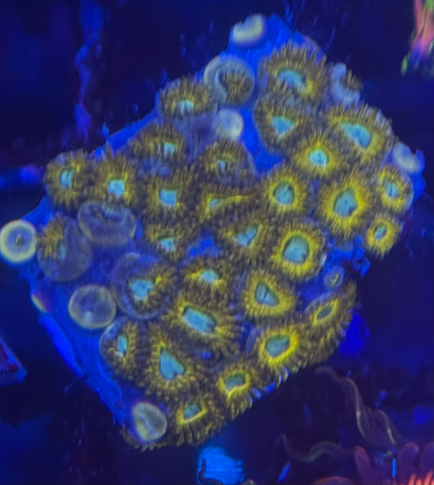 HD (ECC) Pikachu Zoas - 38+ Polyps! - WYSIWYG