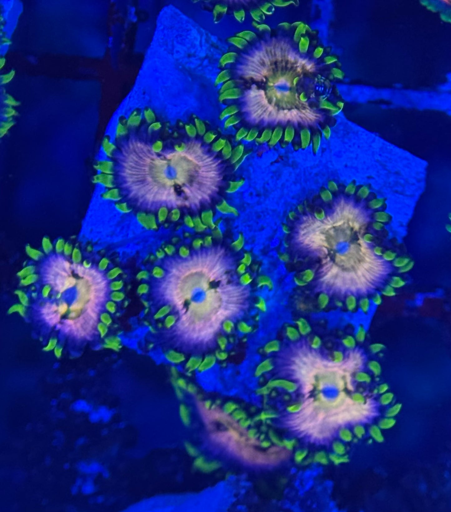 HD (ACI) Nirvana Zoas - 7+ Polyps! - WYSIWYG