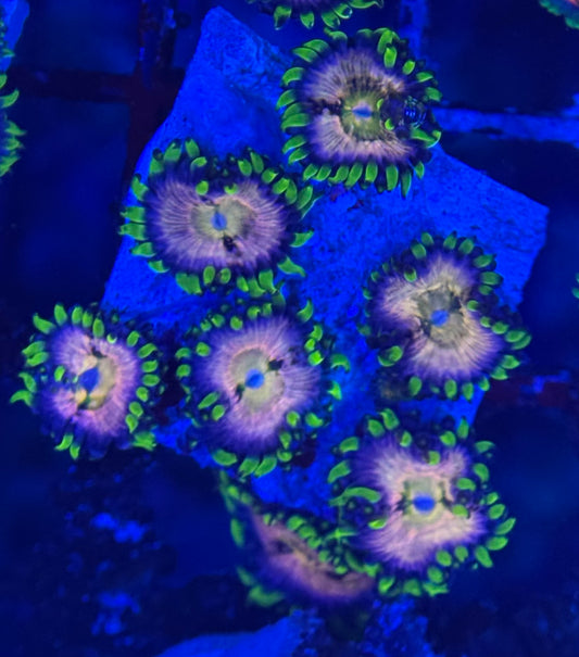 HD (ACI) Nirvana Zoas - 7+ Polyps! - WYSIWYG