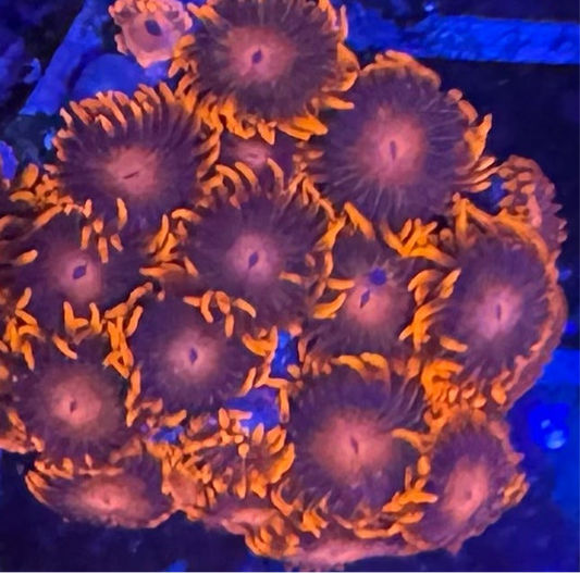 HD (ECC) Bam Bam Zoas