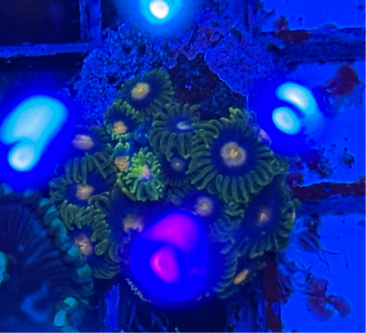 WYSIWYG - HD Unknown Zoa