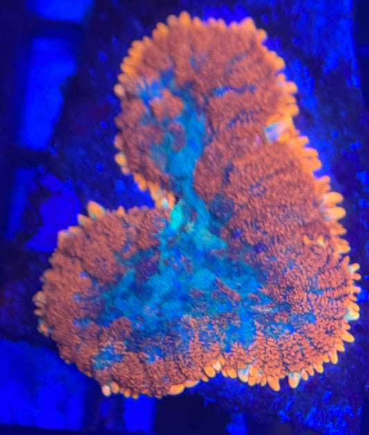 HD XL Fire Rim Rhodactis Mushroom