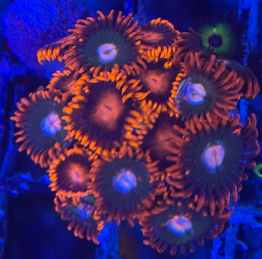 HD Gatorades + Bam Bams Zoas - 15+ Polyps! - WYSIWYG