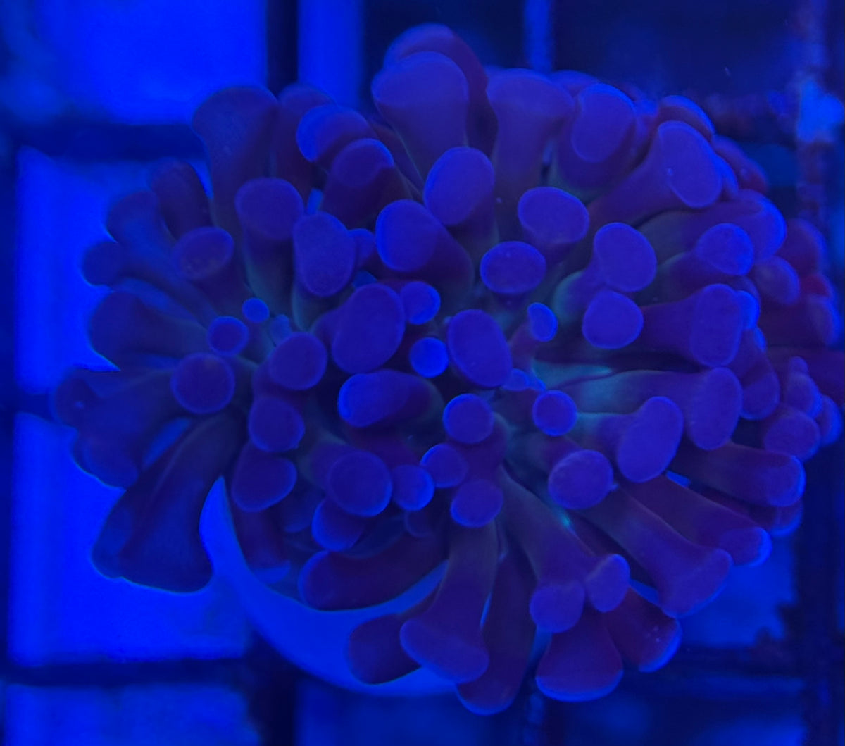 HD (ACI) Prince of Darkness Hammer