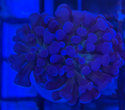 HD (ACI) Prince of Darkness Hammer