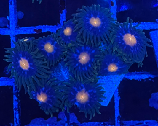 WYSIWYG - HD Jersey Blow Pops Zoas - 10+ Polyps