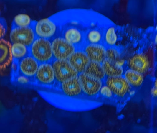 HD (ECC) Pikachu Zoas - 24+ Polyps! - WYSIWYG