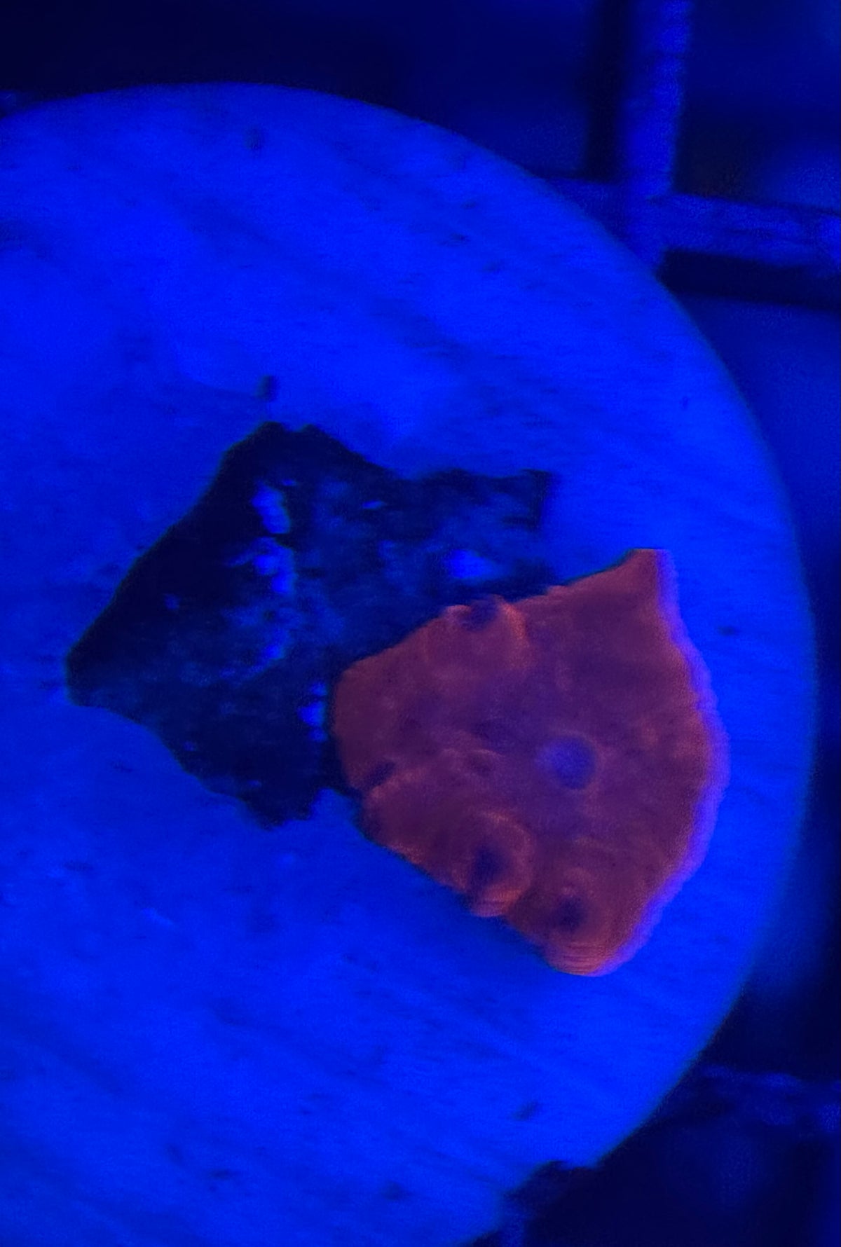 HD Unique Iron Man Mushroom (Purple Spots)