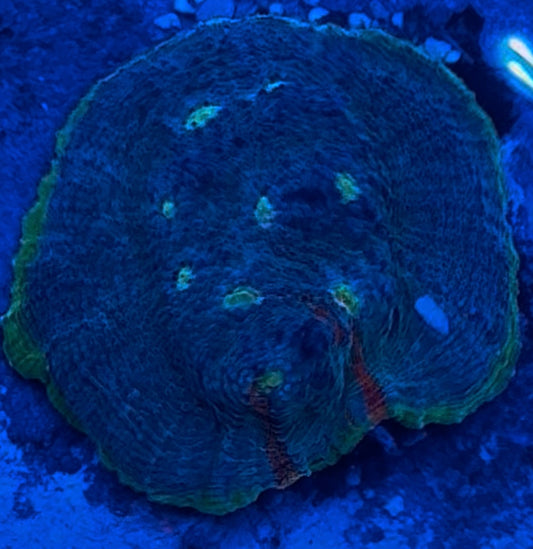 HD (TCK) Crazy Clown Rainbow Chalice - Cut To Order Frags