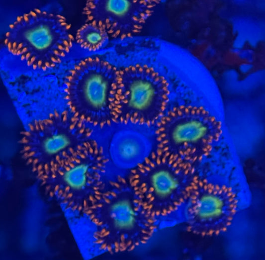 HD (TSA) Circus Freaks Zoas - 12+ Polyps! - WYSIWYG