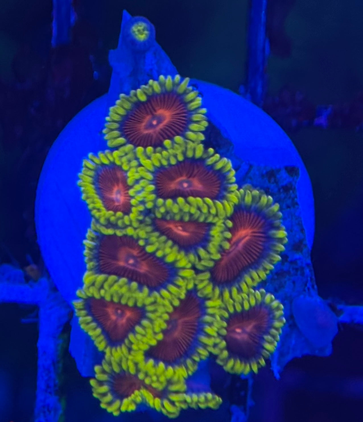HD (CC) Spitfires Zoas- 11+ Polyps! - WYSIWYG